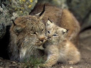 Iberian Lynx Baby