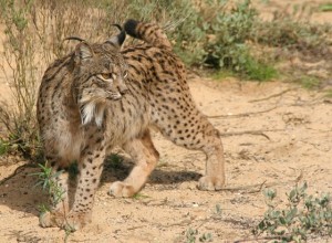 Iberian Lynx Cat