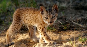 Iberian Lynx Cub