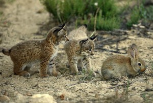 Iberian Lynx Cubs