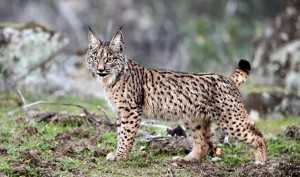 Iberian Lynx Images
