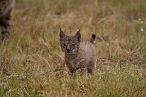 Iberian Lynx Kitten