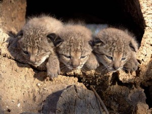 Iberian Lynx Kittens