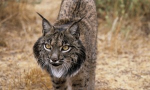 Iberian Lynx Pictures