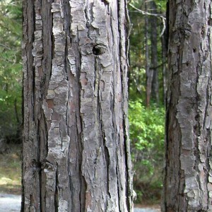 Port Orford Cedar Bark