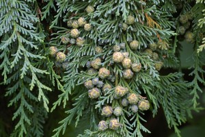 Port Orford Cedar Cone