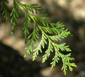 Port Orford Cedar Leaves
