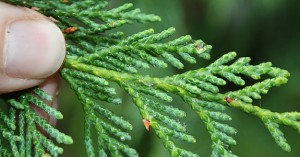 Port Orford Cedar Needles