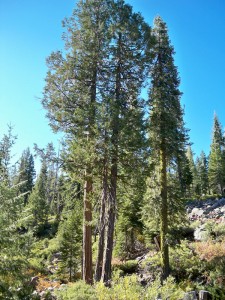 Port Orford Cedar Tree