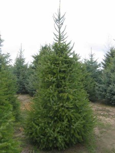 Serbian Spruce