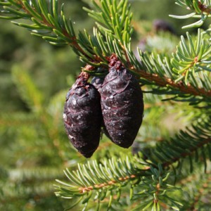 Serbian Spruce Cones