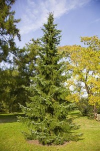Serbian Spruce Images