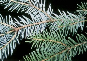 Serbian Spruce Needles