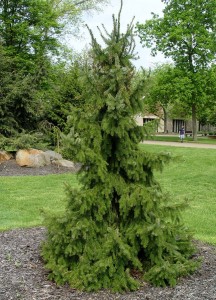 Serbian Spruce Pictures