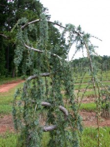 Weeping Blue Atlas Cedar