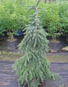 Weeping Serbian Spruce