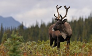 Woodland Caribou