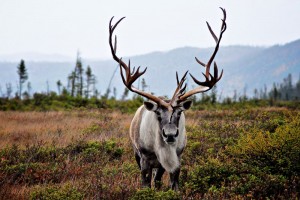 Woodland Caribou Antlers