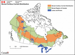Woodland Caribou Habitat