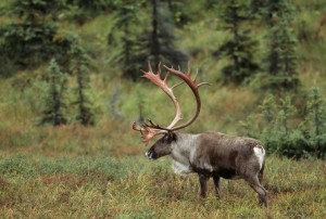 Woodland Caribou Images