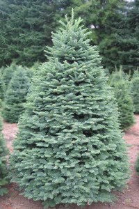 Noble Fir