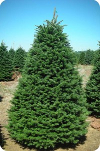 Noble Fir Christmas Tree