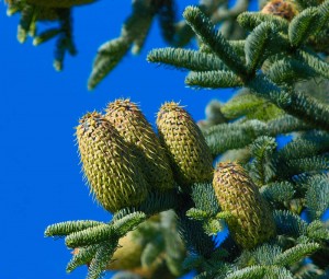Noble Fir Cones