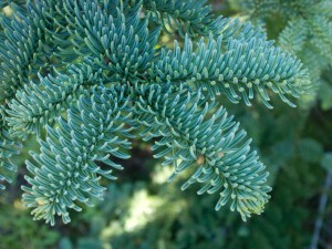 Noble Fir Needles