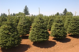 Noble Fir Tree