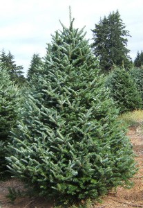 Fraser Fir Christmas Trees