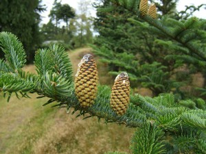 Fraser Fir Cones