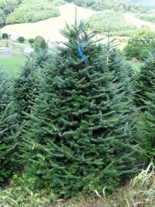 Fraser Fir Images