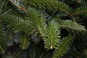Fraser Fir Needles