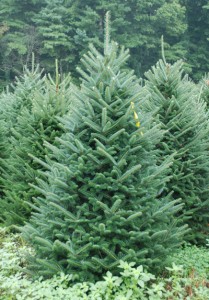 Fraser Fir Pictures