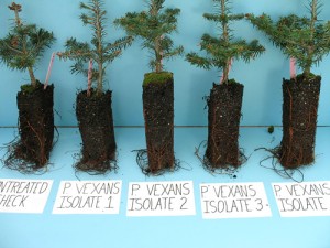 Fraser Fir Seedlings