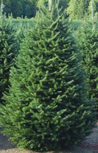 Fraser Fir Tree