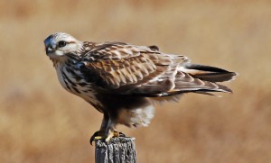 Rough Legged Hawk
