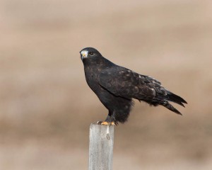 Rough Legged Hawk Dark Phase