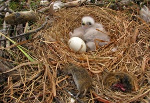 Rough Legged Hawk Eggs and Baby