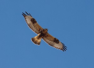 Rough Legged Hawk Flying