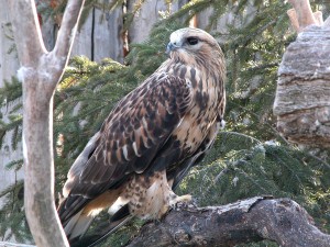 Rough Legged Hawk Light Phase
