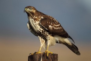 Rough Legged Hawk Perched