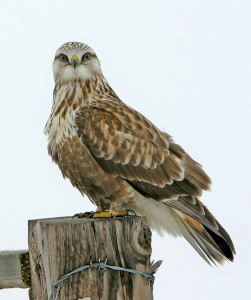 Rough Legged Hawk Photos