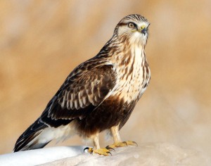 Rough Legged Hawk Pictures