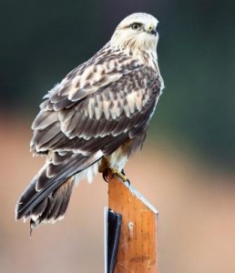 Rough Legged Hawks