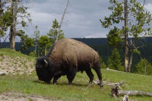 American Bison
