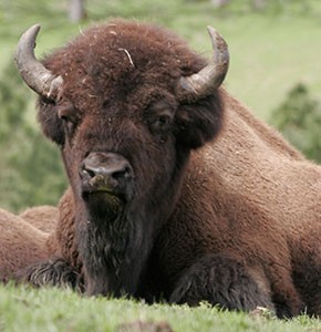 American Bison Head