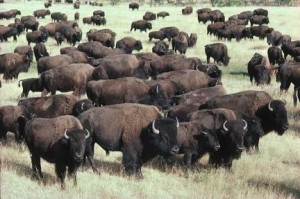 American Bison Herd