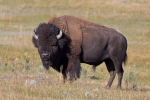 American Bison Pictures