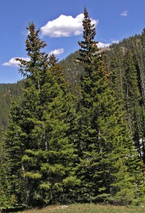 Engelmann Spruce